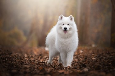 Portrait of white samoyed running on field