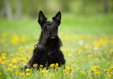 Close-up of a Scottish terrier sitting in field of yellow flowers