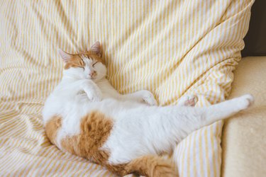 Domestic young white aand orange tabby cat sleeping in bed