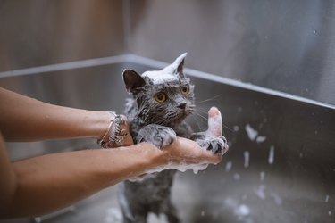 Little Cat In A Grooming Salon Is Taking A Shower