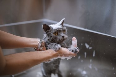 Shower Cat