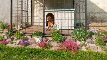 Cute vizsla hunting dog in his dog kennel with beautifully landscaped surroundings.