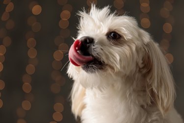 sweet bichon dog licking his nose, looking away