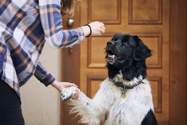 Dog giving paw her pet owner