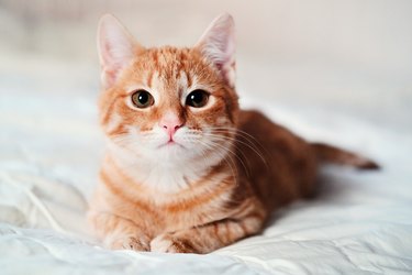 A beautiful smooth-haired red cat lies on the sofa and in a relaxed close-up pose