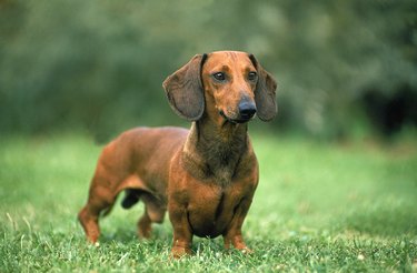 Close up of a brown Dachshund in grass