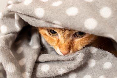 A cat is covered in a blanket, just its eyes and nose poking out