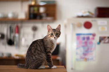 Tabby cat in the kitchen