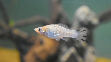 A fish tank fish