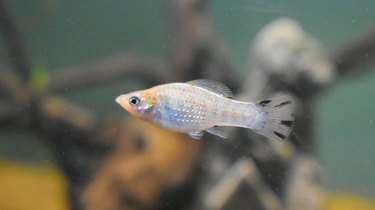 black molly fish male or female