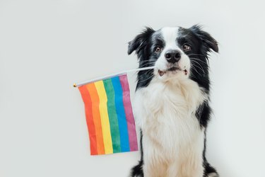cute puppy dog border collie holding LGBT rainbow flag in mouth isolated on white background