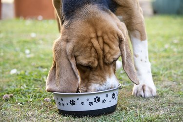 funny beagle dog eats dry food from a bowl