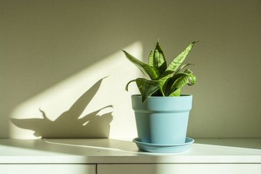 Snake plant or Sansevieria trifasciata in a pot