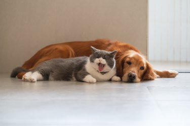 British Shorthair and Golden Retriever get along