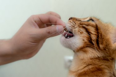 Bengal domestic cat eating a treat from a hand.