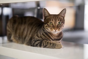 cute cat on table