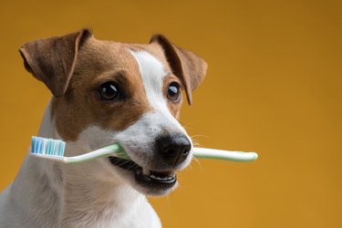 Dog with a toothbrush in his mouth on a yellow background