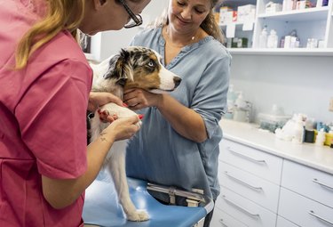 Veterinary Physical Exam of Dogs