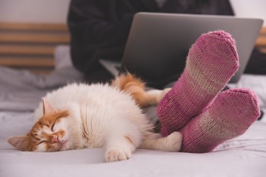 Orange and white cat sleeping by a person's feet while they are working.