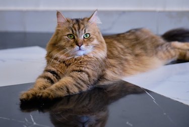 Portrait of orange Siberian cat sitting on floor.