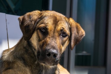 Anatolian Shepherd Mix female dog 1 year old female puppy