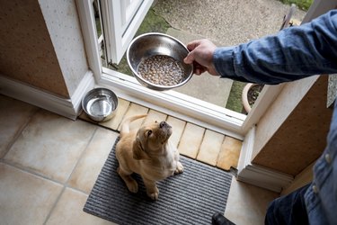 The Best Dog Foods of 2023, With Advice From Experts