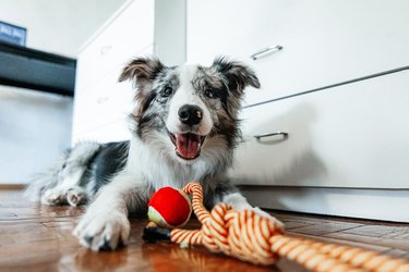 Cute border collie dog lying with pet toy and looking at camera at home.