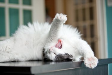 Yawning Stretching Long Hair Cat