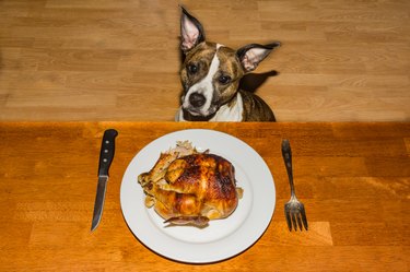 dog next to turkey dinner