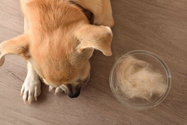 Hairless dog with chihuahua looking and bowl full of hair