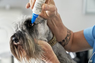 Close-Up of Veterinarian Putting Drops in Schnauzer’s Eye