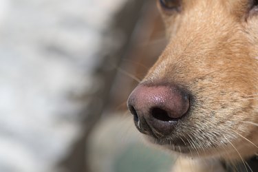 Close-up of a dog's nose and snout in focus