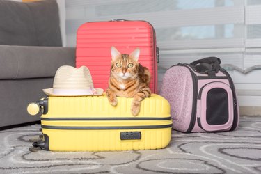 Cute bengal cat, suitcase and pet carrier indoors.