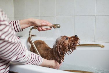 Woman bathing her puppy
