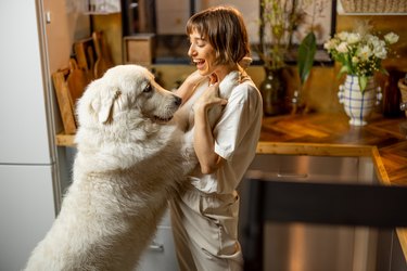 Woman plays with her dog on kitchen at home