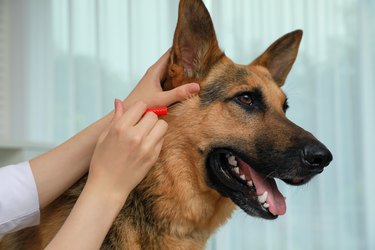 Veterinarian taking ticks off dog indoors, closeup
