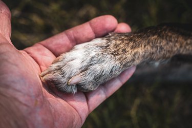 close-up of a human hand hugging a paw of a dog
