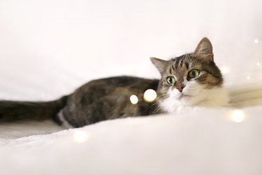Adorable cat lying on cozy bed on background of christmas golden lights bokeh. Fluffy cute cat relaxing on the bed with christmas lights