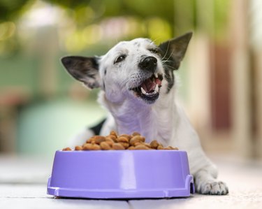 Cute black and white dog eating kibble dog food from a bowl in backyard.