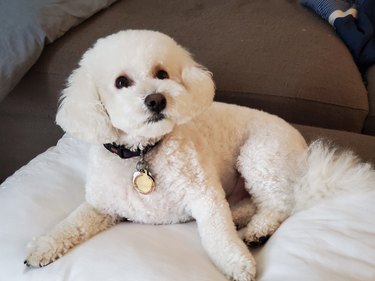 White Bichon Frise On Brown Couch