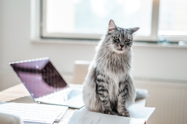 Fluffy Domestic Cat Sitting On A Desk Full Of Notes