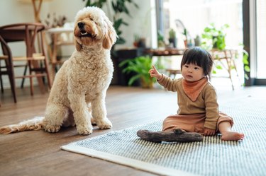 A baby sits on the floor next to a curly-haired, light brown dog.