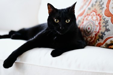 Black cat relaxing on white sofa