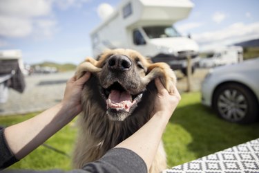 Happy and smiling Leonberger dog on a campsite