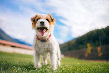 Playful jack russell terrier dog with sticking tongue.