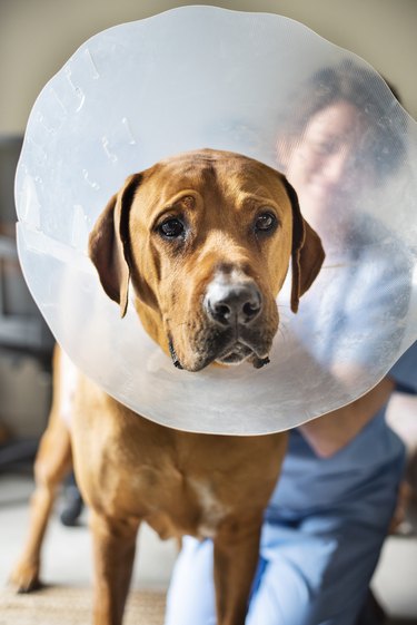 Sad dog wearing a protective collar around his neck in a vet's office