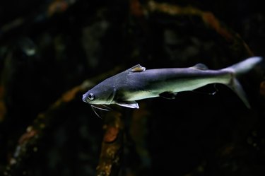 Catfish swimming