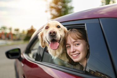 happy child girl and dog Golden Retriever looking out the open car window