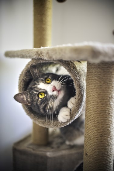 Funny striped kitten with golden eyes playing with scratcher