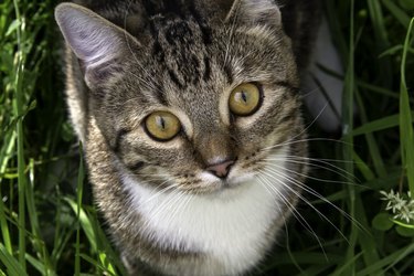 Young cat playing in the garden